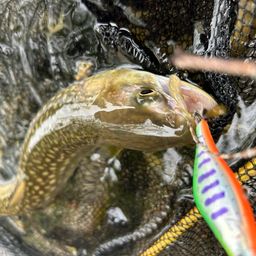 アメマス