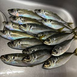 アジ