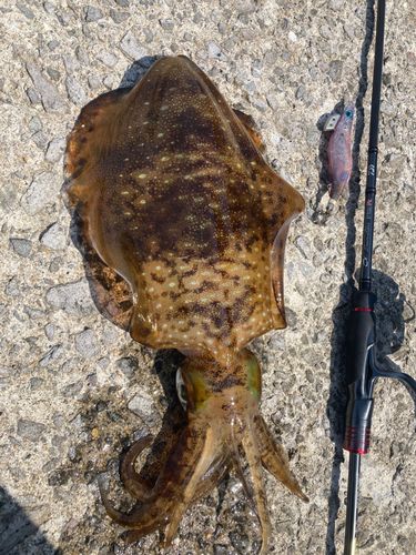 アオリイカの釣果