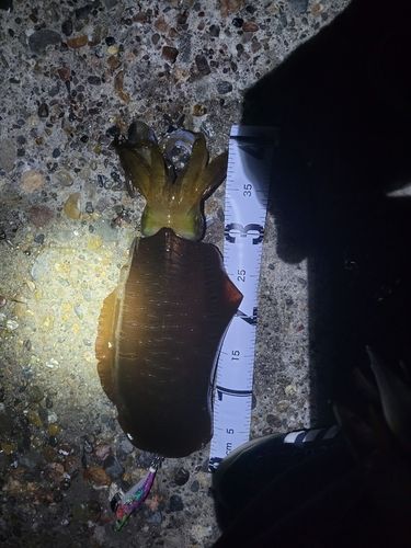 アオリイカの釣果