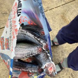 サゴシ