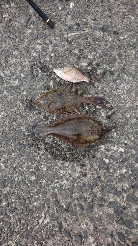 カレイの釣果