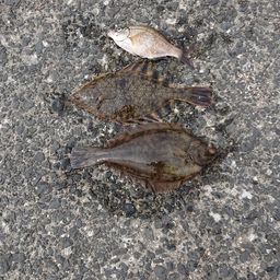 カレイ