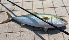 サワラの釣果