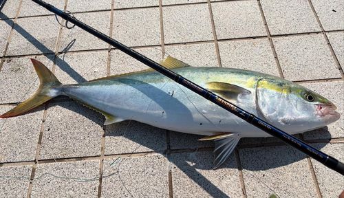 サワラの釣果
