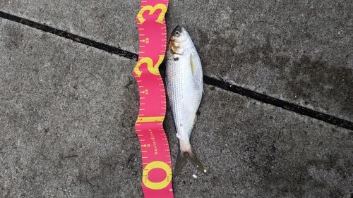 コノシロの釣果