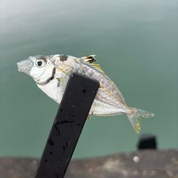 ヒイラギ