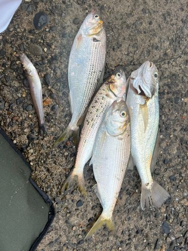 イシモチの釣果