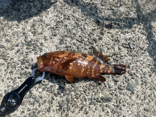アコウの釣果