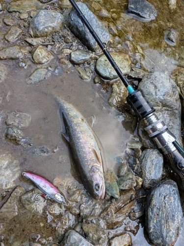 イワナの釣果