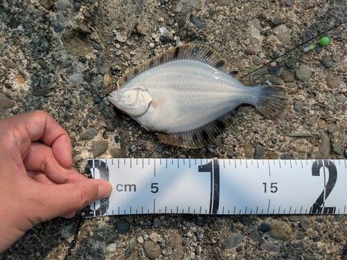 イシガレイの釣果