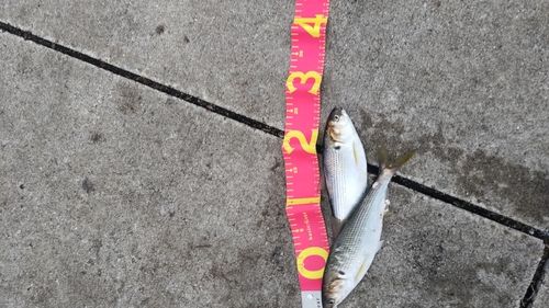 コノシロの釣果