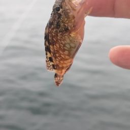 カサゴ