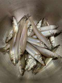 キスの釣果
