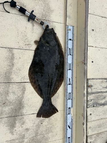 ヒラメの釣果
