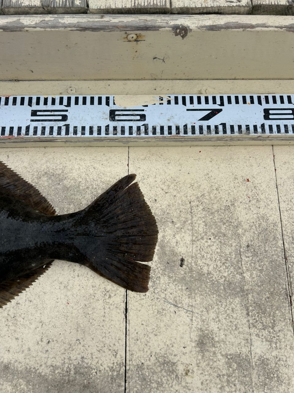 釣りが1番楽しいさんの釣果 2枚目の画像