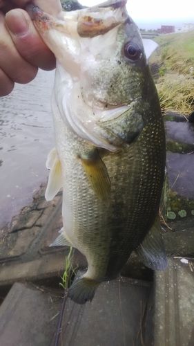 ラージマウスバスの釣果