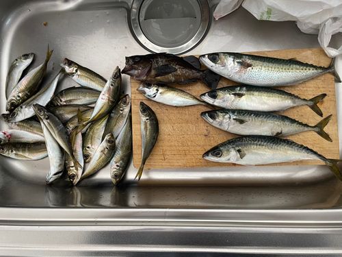 アジの釣果