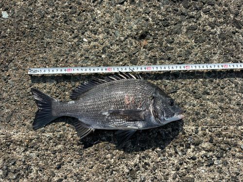 メイタの釣果