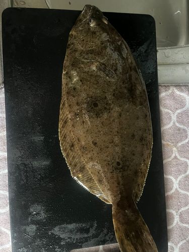 ヒラメ