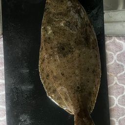 ヒラメ