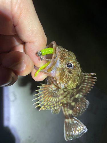 ガシラの釣果