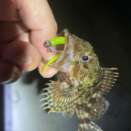 ガシラ