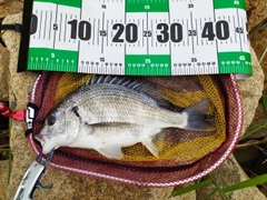 キビレの釣果