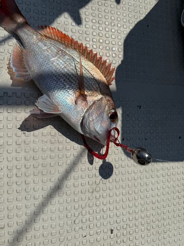 マダイの釣果