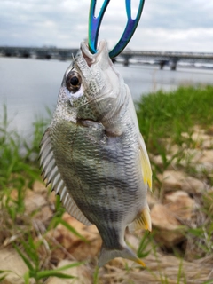 キビレの釣果