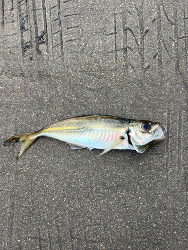 アジ