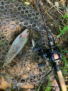 ニジマスの釣果