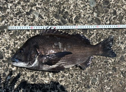 チヌの釣果