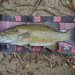 スモールマウスバス