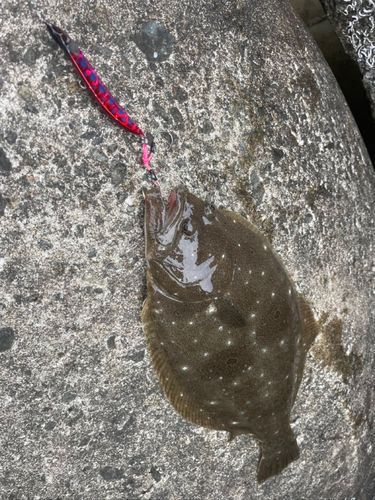 ヒラメの釣果