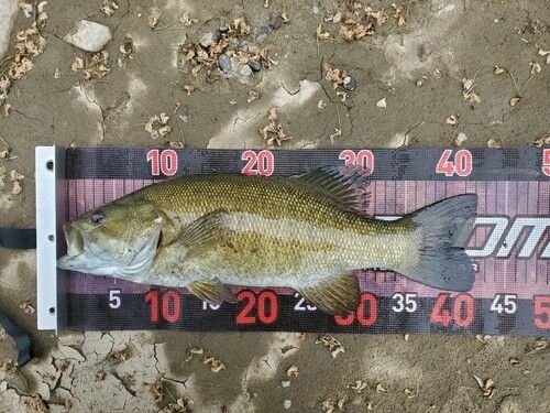 スモールマウスバスの釣果