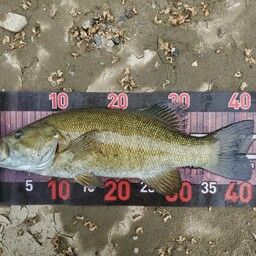 スモールマウスバス