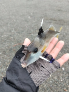 ギマの釣果