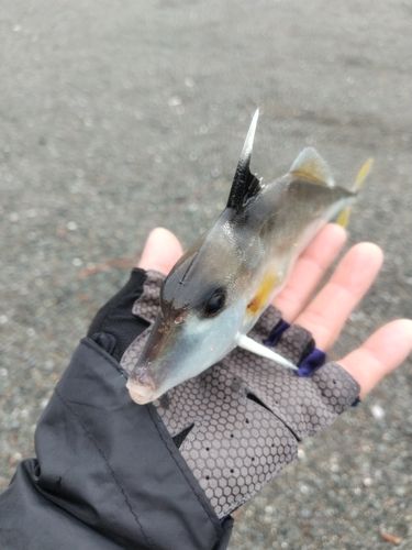 ギマの釣果