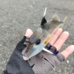 ギマ