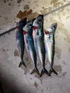 サバの釣果