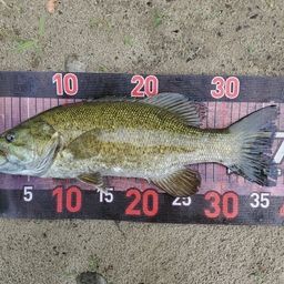 スモールマウスバス