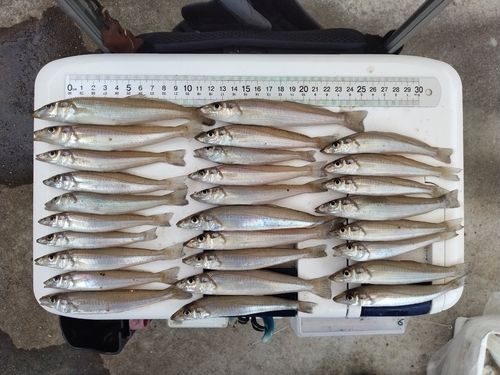 シロギスの釣果