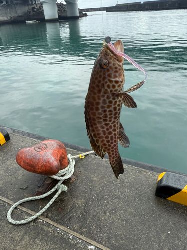 オオモンハタの釣果