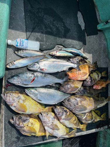 サクラマスの釣果