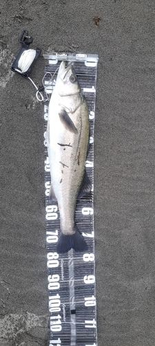 スズキの釣果