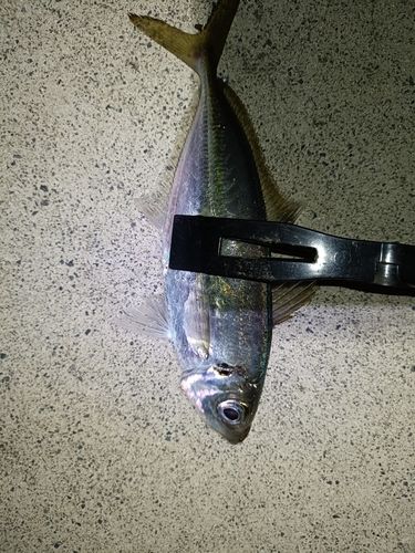 アオアジの釣果