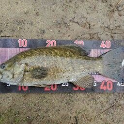 スモールマウスバス