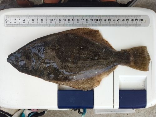 ヒラメの釣果