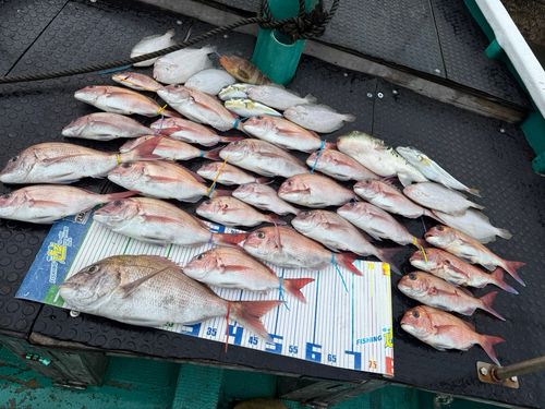 タイの釣果
